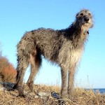 猎鹿犬-缩略图-1