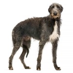 猎鹿犬-缩略图-3