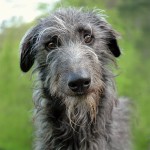 猎鹿犬-缩略图-4