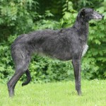 猎鹿犬-缩略图-5