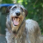 猎鹿犬-缩略图-6