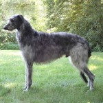 猎鹿犬-缩略图-7