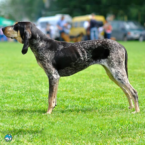 大蓝加斯科涅猎犬-1