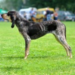 大蓝加斯科涅猎犬-缩略图-1