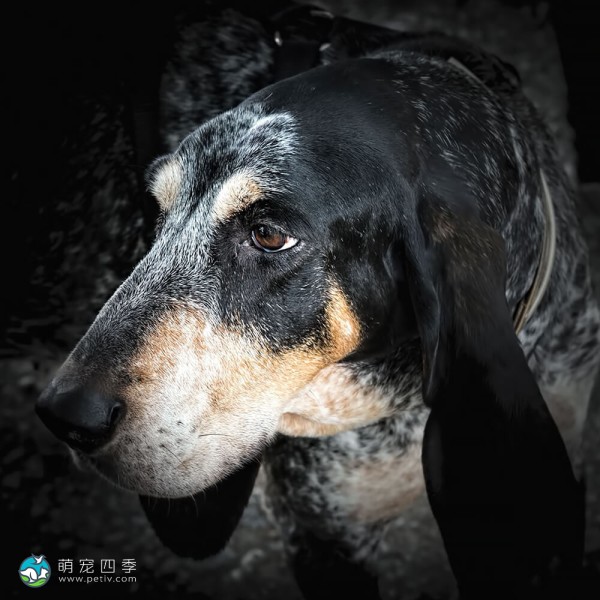 大蓝加斯科涅猎犬-2