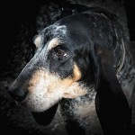 大蓝加斯科涅猎犬-缩略图-2