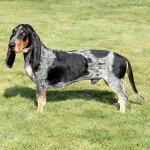 大蓝加斯科涅猎犬-缩略图-3