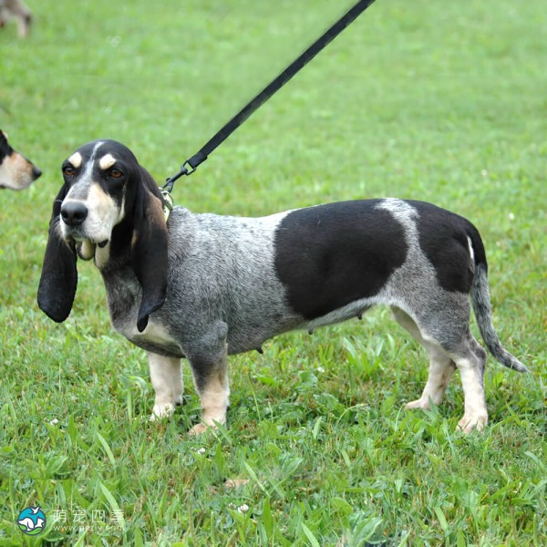大蓝加斯科涅猎犬-4