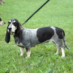 大蓝加斯科涅猎犬-缩略图-4