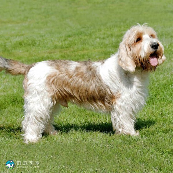 大型贝吉格里芬凡丁犬-1