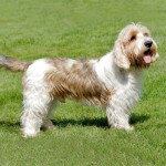 大型贝吉格里芬凡丁犬-缩略图-1