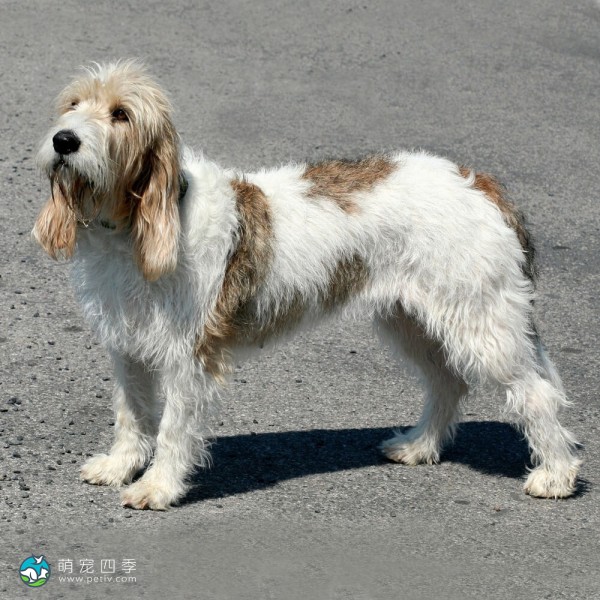 大型贝吉格里芬凡丁犬-2