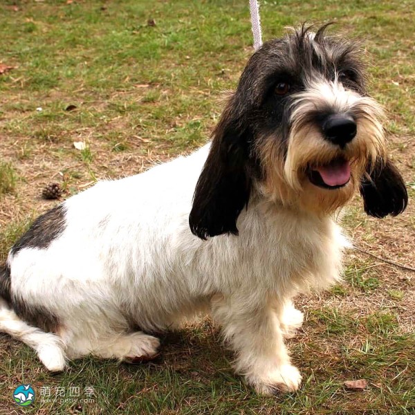 大型贝吉格里芬凡丁犬-3