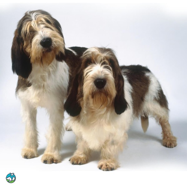 大型贝吉格里芬凡丁犬-4