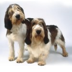 大型贝吉格里芬凡丁犬-缩略图-4