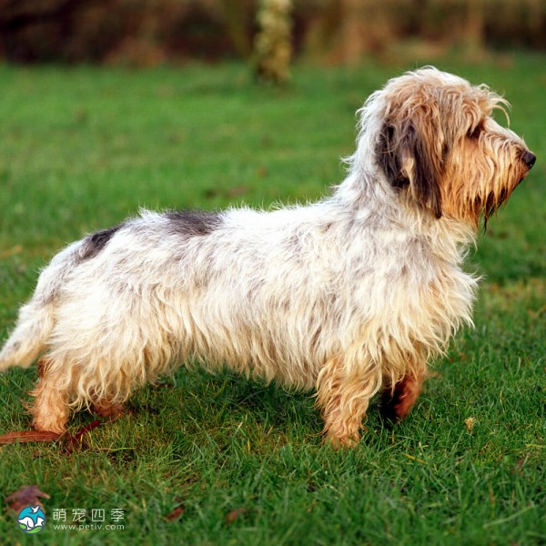 大型贝吉格里芬凡丁犬-5