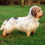 大型贝吉格里芬凡丁犬-缩略图-5