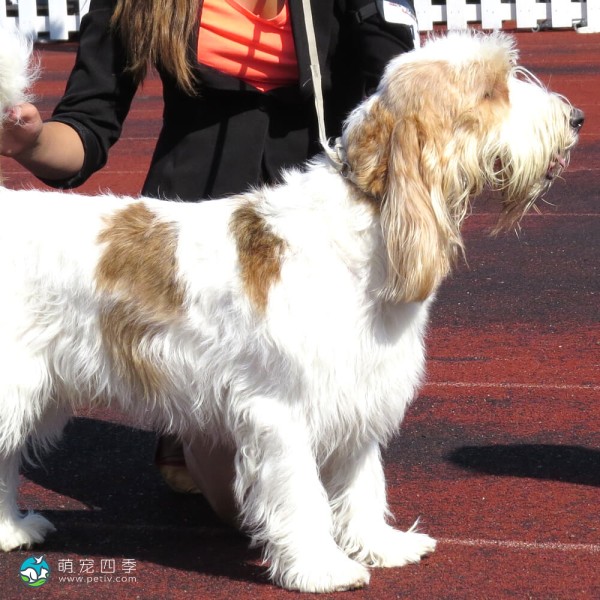 大型贝吉格里芬凡丁犬-6