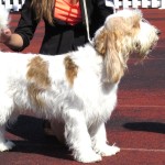 大型贝吉格里芬凡丁犬-缩略图-6