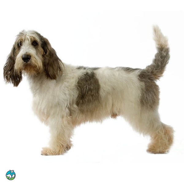 大型贝吉格里芬凡丁犬-7