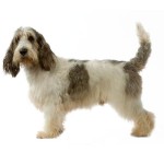 大型贝吉格里芬凡丁犬-缩略图-7