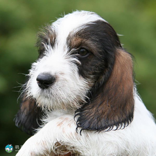 迷你贝吉格里芬凡丁犬-1