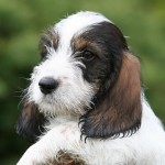 迷你贝吉格里芬凡丁犬-缩略图-1