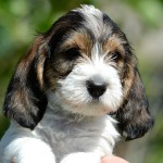 迷你贝吉格里芬凡丁犬-缩略图-2