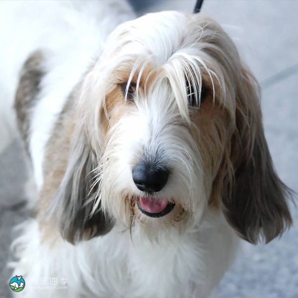 迷你贝吉格里芬凡丁犬-3