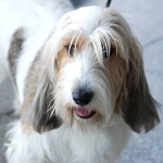 迷你贝吉格里芬凡丁犬-缩略图-3