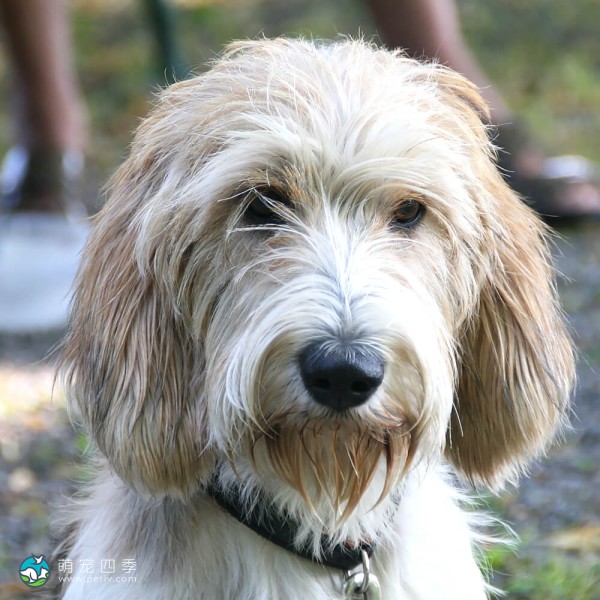 迷你贝吉格里芬凡丁犬-4