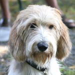 迷你贝吉格里芬凡丁犬-缩略图-4