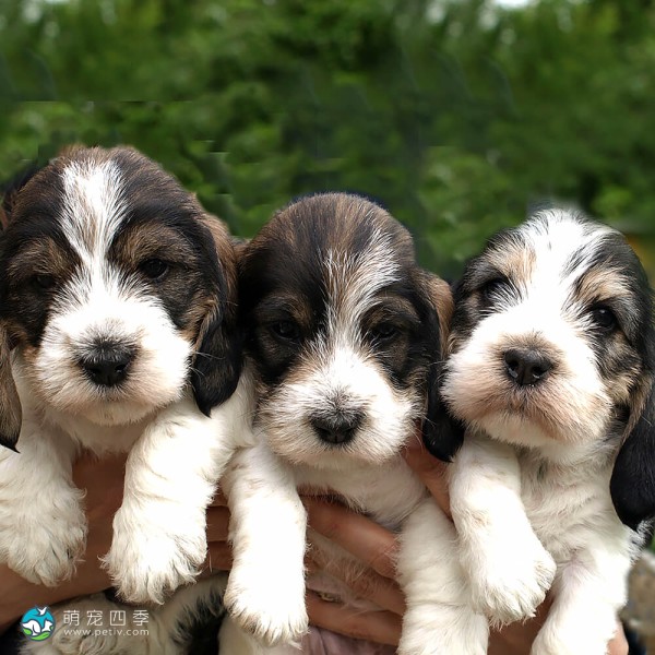 迷你贝吉格里芬凡丁犬-5