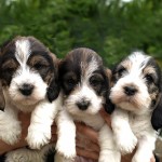 迷你贝吉格里芬凡丁犬-缩略图-5