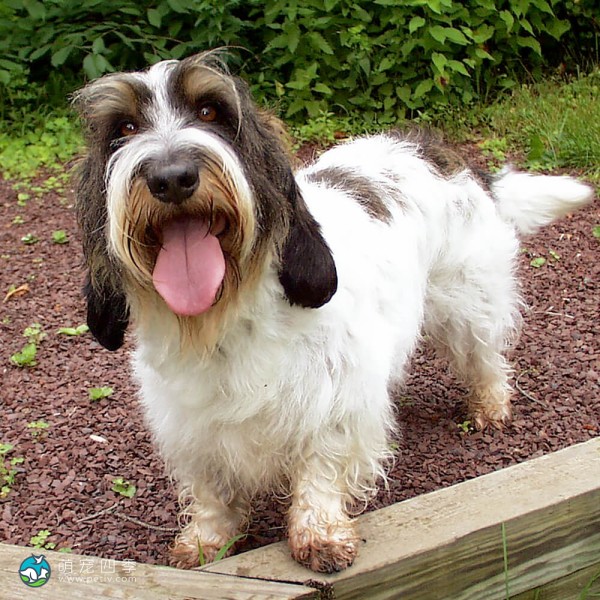 迷你贝吉格里芬凡丁犬-6