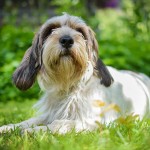 迷你贝吉格里芬凡丁犬-缩略图-7