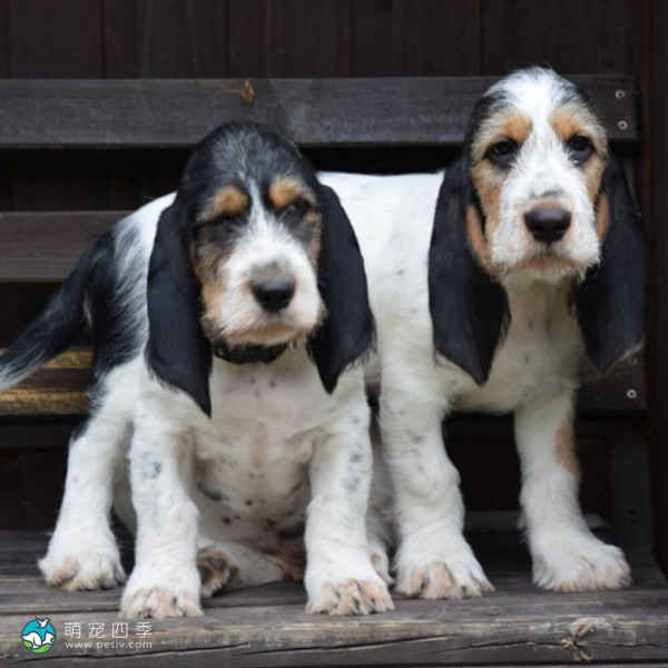 迷你贝吉格里芬凡丁犬-8