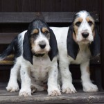 迷你贝吉格里芬凡丁犬-缩略图-8