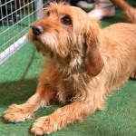 巴塞特·法福·布列塔尼犬-缩略图-1