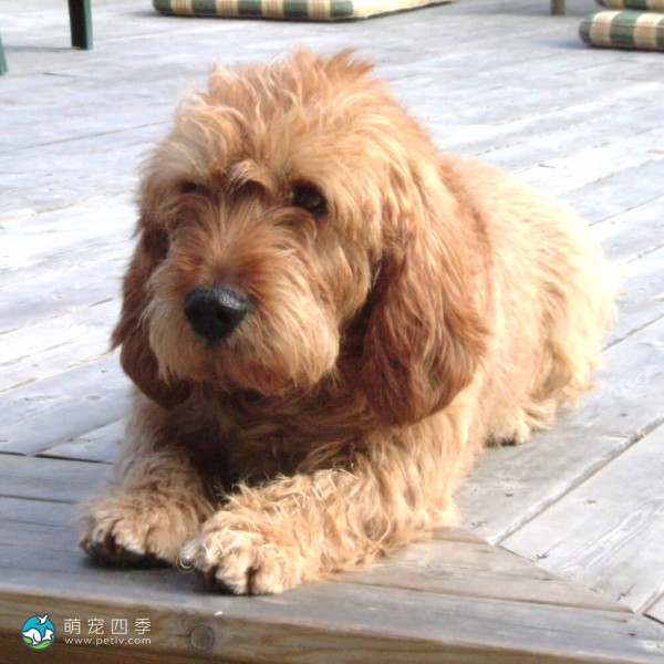 巴塞特·法福·布列塔尼犬-2