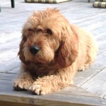 巴塞特·法福·布列塔尼犬-缩略图-2