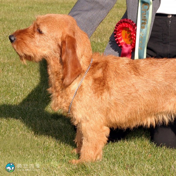 巴塞特·法福·布列塔尼犬-3