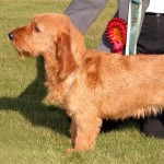 巴塞特·法福·布列塔尼犬-缩略图-3