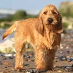 巴塞特·法福·布列塔尼犬-缩略图-4