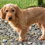 巴塞特·法福·布列塔尼犬-缩略图-5