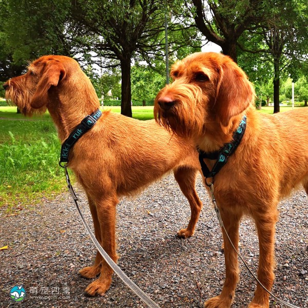 巴塞特·法福·布列塔尼犬-6