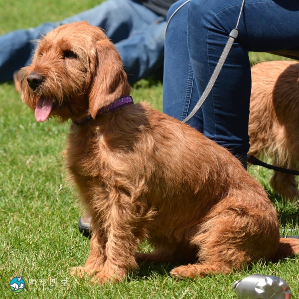 巴塞特·法福·布列塔尼犬-7