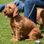 巴塞特·法福·布列塔尼犬-缩略图-7