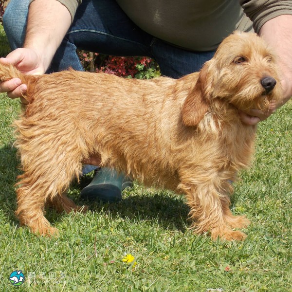 巴塞特·法福·布列塔尼犬-8