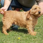 巴塞特·法福·布列塔尼犬-缩略图-8